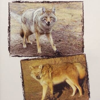 Mark June's "Coyote Trapping" DVD
